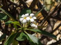 Weiße Frangipani Blüten - Chau Doc - Vietnam